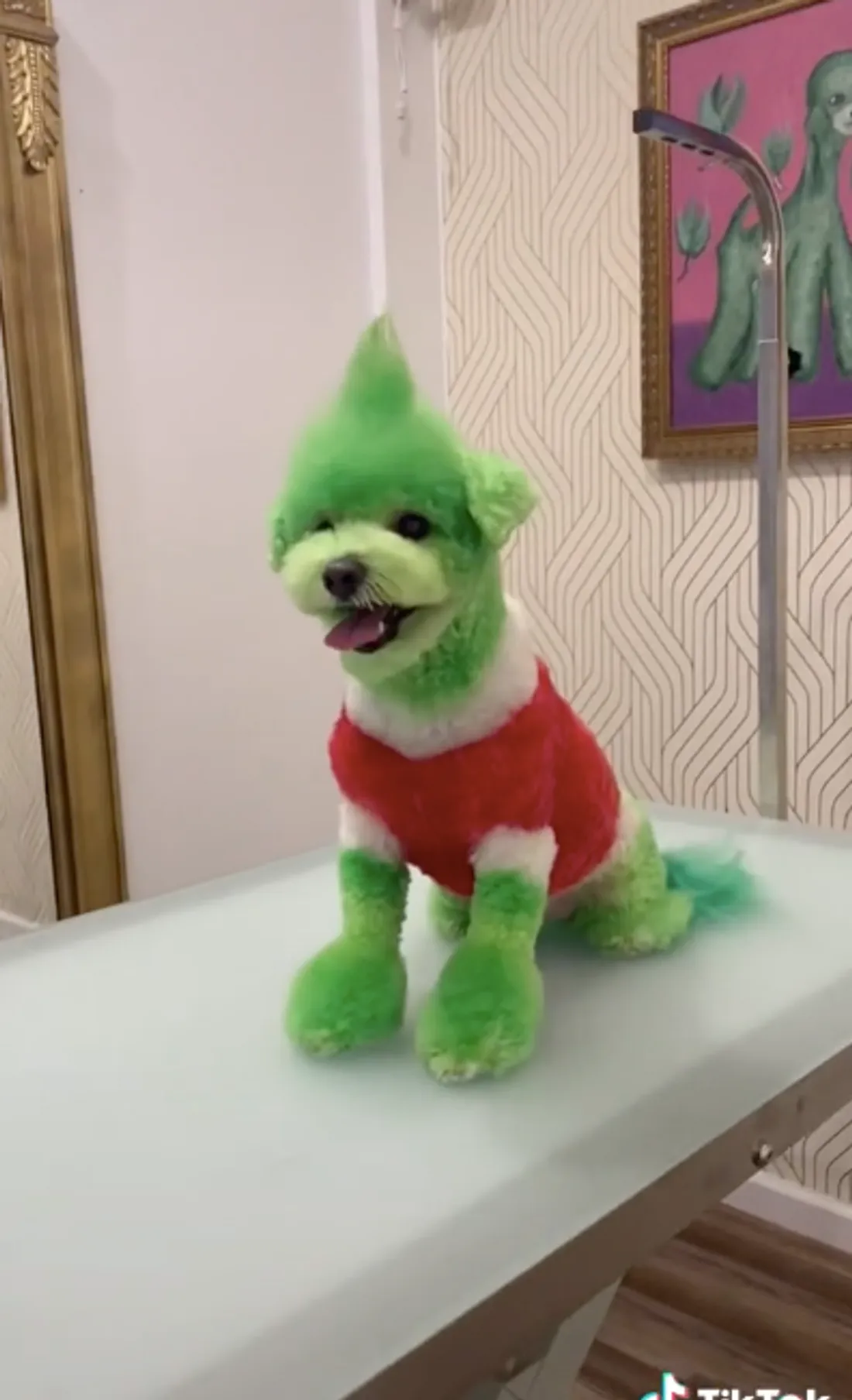 Teddy, le Grinch fait sensation sur Tik Tok